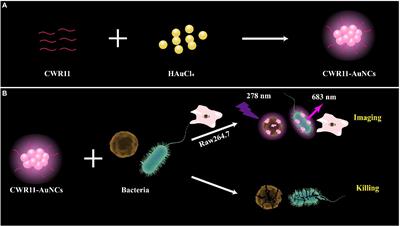 One-step synthesized antimicrobial peptide-functionalized gold nanoclusters for selective imaging and killing of pathogenic bacteria